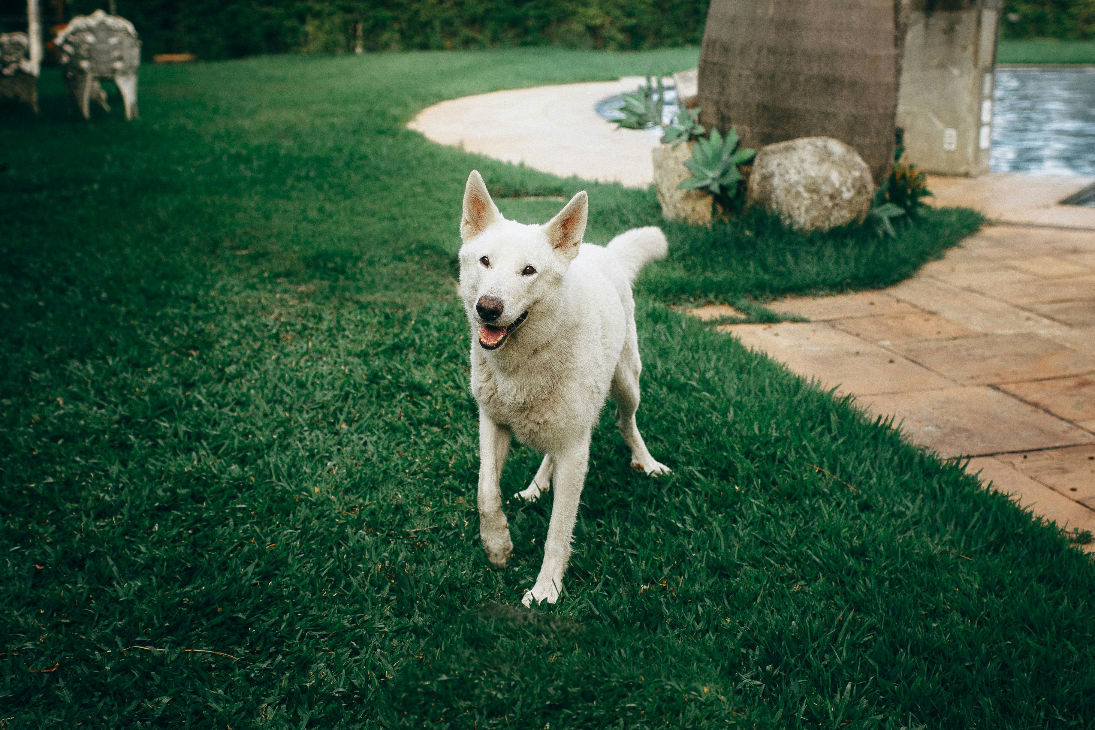 adult white dog on grass field